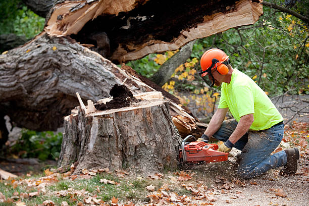 Best Large Tree Removal  in Gettysburg, PA